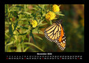 Blumenträume Fotokalender 2026 - 11