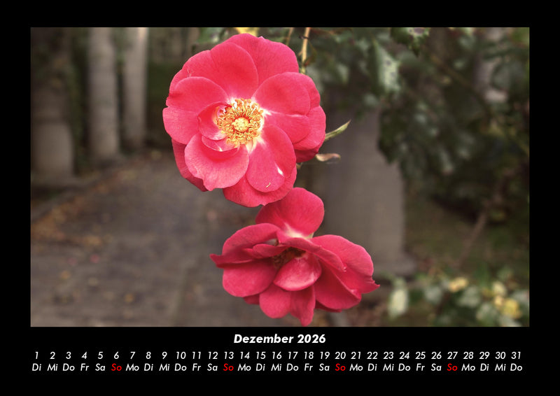 Blumenträume Fotokalender 2026 - 12