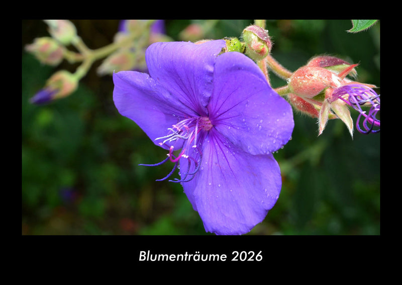 Blumenträume Fotokalender 2026 - Hauptbild