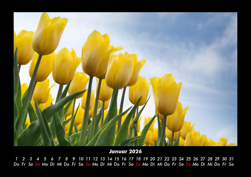 Blumenträume Fotokalender 2026 - 1