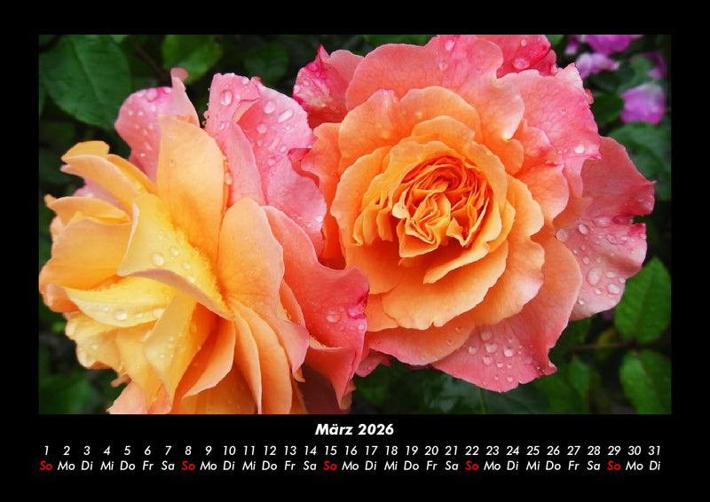Blumenträume Fotokalender 2026 - 3
