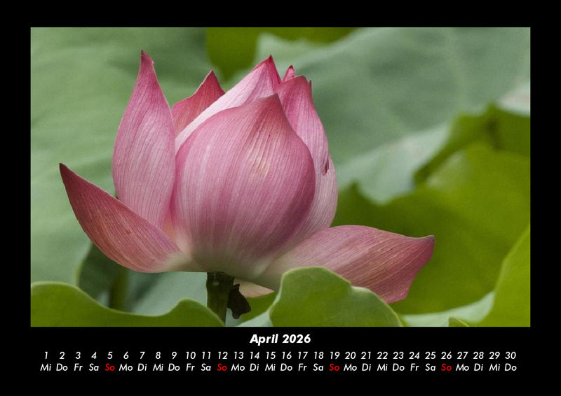 Blumenträume Fotokalender 2026 - 4