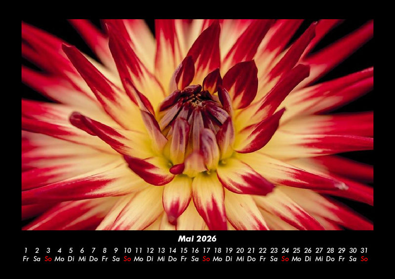 Blumenträume Fotokalender 2026 - 5
