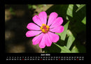 Blumenträume Fotokalender 2026 - 6