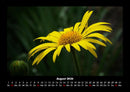 Blumenträume Fotokalender 2026 - 8