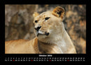 Löwen in der Wildnis Fotokalender 2026 - 10