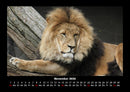 Löwen in der Wildnis Fotokalender 2026 - 11
