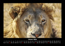 Löwen in der Wildnis Fotokalender 2026 - 1