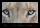 Löwen in der Wildnis Fotokalender 2026 - 4