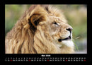 Löwen in der Wildnis Fotokalender 2026 - 5