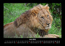 Löwen in der Wildnis Fotokalender 2026 - 6