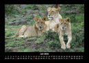 Löwen in der Wildnis Fotokalender 2026 - 7