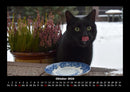 Für Katzenfreunde Fotokalender 2026 - 10