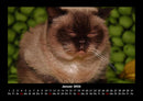 Für Katzenfreunde Fotokalender 2026 - 1