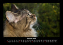 Für Katzenfreunde Fotokalender 2026 - 2