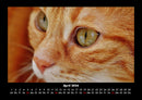 Für Katzenfreunde Fotokalender 2026 - 4