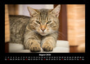 Für Katzenfreunde Fotokalender 2026 - 8
