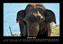 Elefanten - Die sanften Riesen Afrikas Fotokalender 2026 - 10