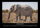 Elefanten - Die sanften Riesen Afrikas Fotokalender 2026 - 11
