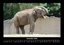 Elefanten - Die sanften Riesen Afrikas Fotokalender 2026 - 12