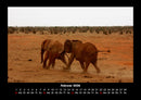Elefanten - Die sanften Riesen Afrikas Fotokalender 2026 - 2