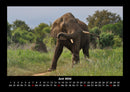 Elefanten - Die sanften Riesen Afrikas Fotokalender 2026 - 6