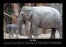 Elefanten - Die sanften Riesen Afrikas Fotokalender 2026 - 7