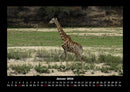 Giraffen Fotokalender 2026 - 1