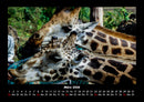 Giraffen Fotokalender 2026 - 3