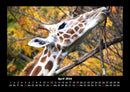 Giraffen Fotokalender 2026 - 4