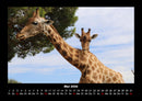 Giraffen Fotokalender 2026 - 5