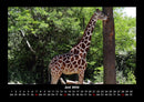 Giraffen Fotokalender 2026 - 6