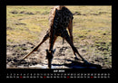 Giraffen Fotokalender 2026 - 7