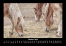 Pferde Kalender Fotokalender 2026 - 10