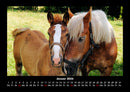 Pferde Kalender Fotokalender 2026 - 1