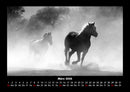 Pferde Kalender Fotokalender 2026 - 3