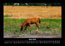 Pferde Kalender Fotokalender 2026 - 4