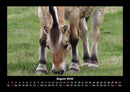 Pferde Kalender Fotokalender 2026 - 8