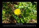 Blumenkalender Fotokalender 2026 - 11