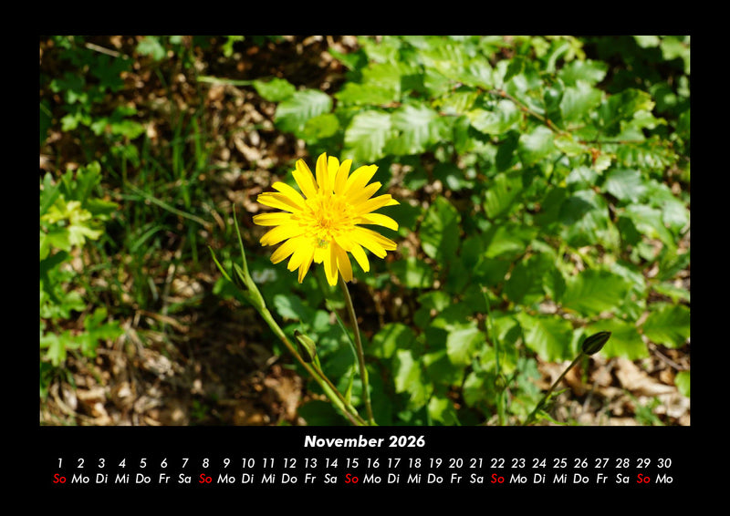 Blumenkalender Fotokalender 2026 - 11