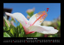 Blumenkalender Fotokalender 2026 - 12