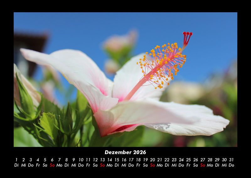 Blumenkalender Fotokalender 2026 - 12