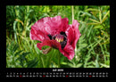 Blumenkalender Fotokalender 2026 - 7
