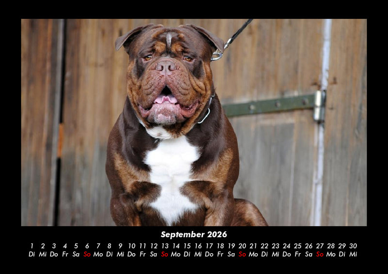 Hunde Fotokalender 2026 - 9