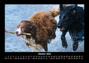 Hunde Fotokalender 2026 - 10