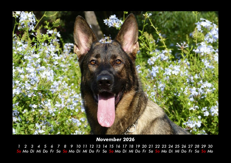 Hunde Fotokalender 2026 - 11