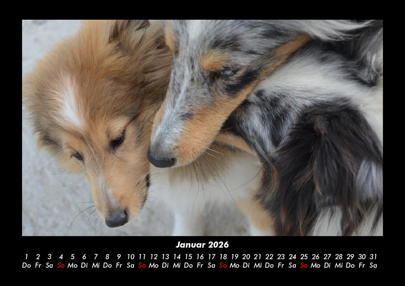 Hunde Fotokalender 2026 - 1
