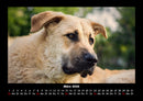 Hunde Fotokalender 2026 - 3