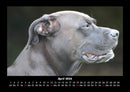 Hunde Fotokalender 2026 - 4