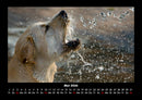 Hunde Fotokalender 2026 - 5